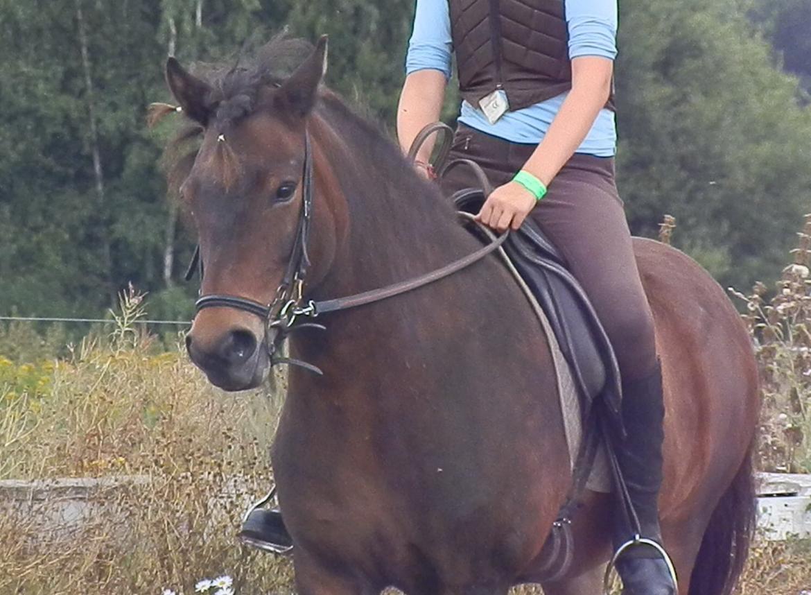 Islænder Bylgja fra solløkke (Min stjerne) billede 17