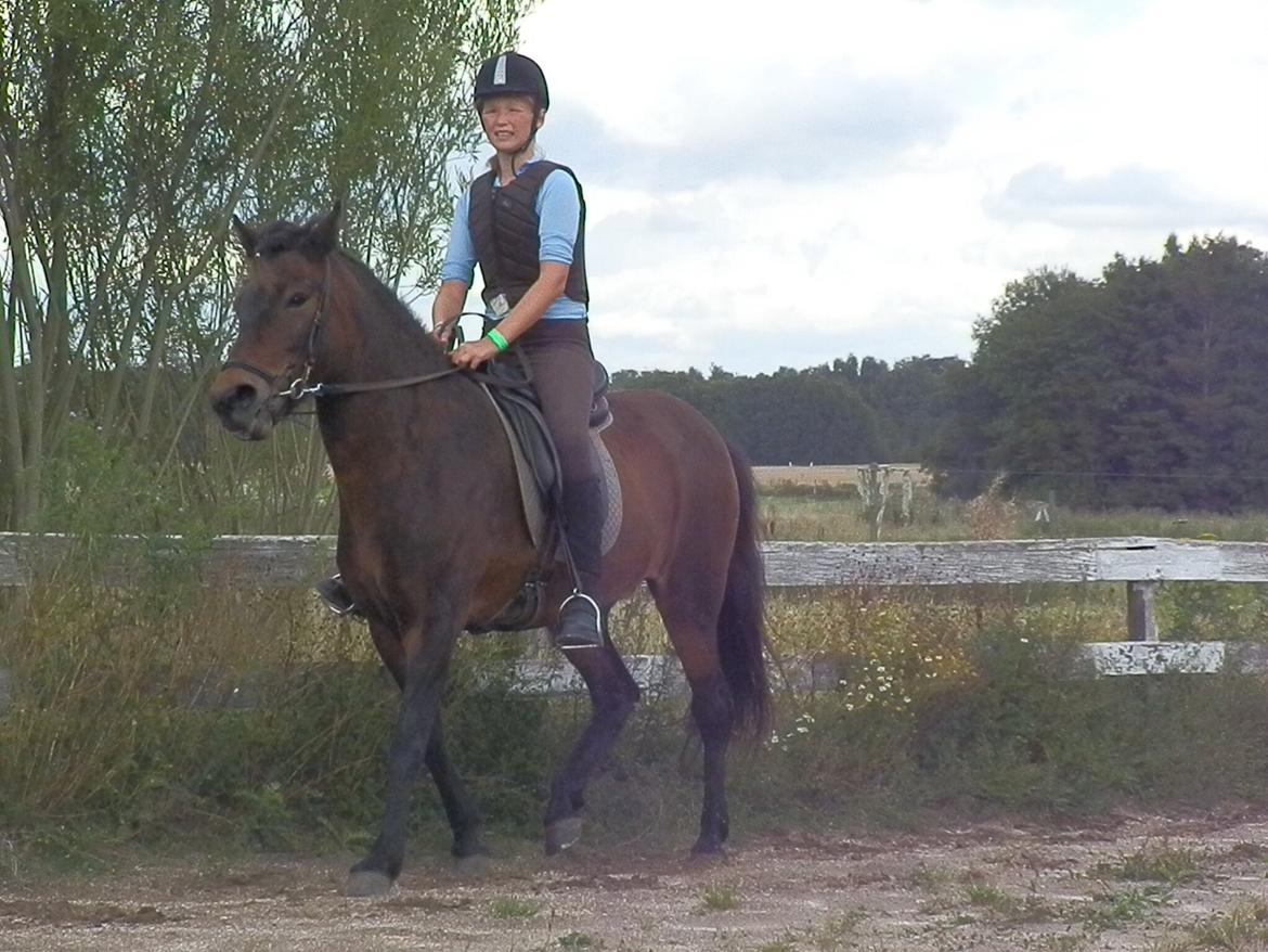 Islænder Bylgja fra solløkke (Min stjerne) billede 18