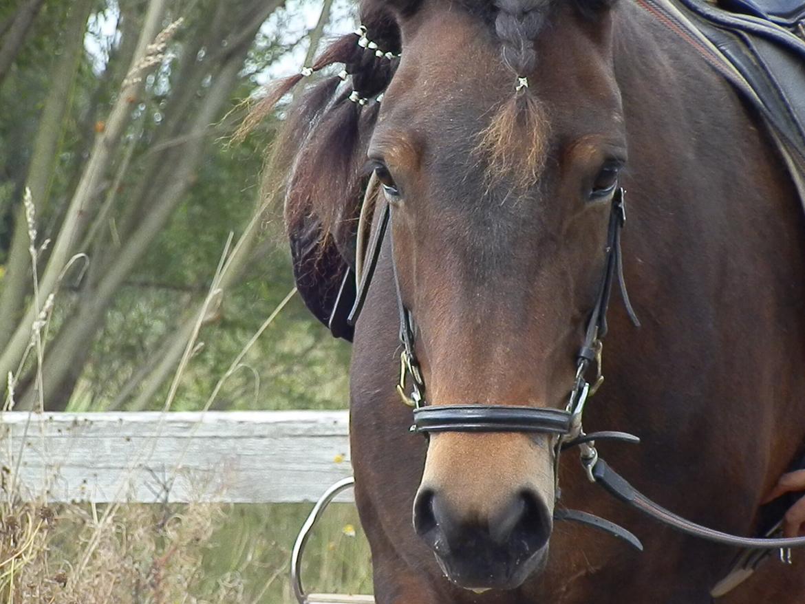 Islænder Bylgja fra solløkke (Min stjerne) billede 1
