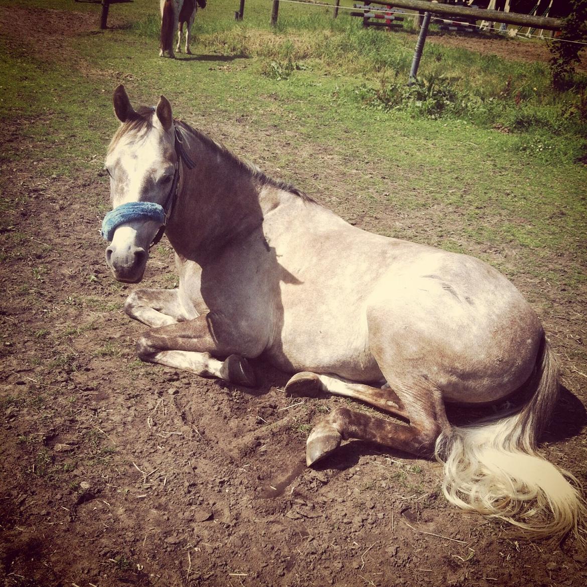 Arabisk fuldblod (OX) Badi Al Zaman - " hallo....du skal ikke vække mig" billede 3
