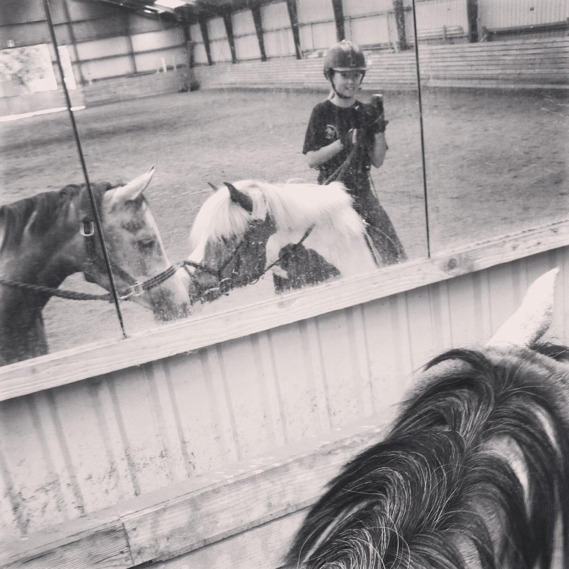 Arabisk fuldblod (OX) Badi Al Zaman - "Søde Pablo P" billede 4