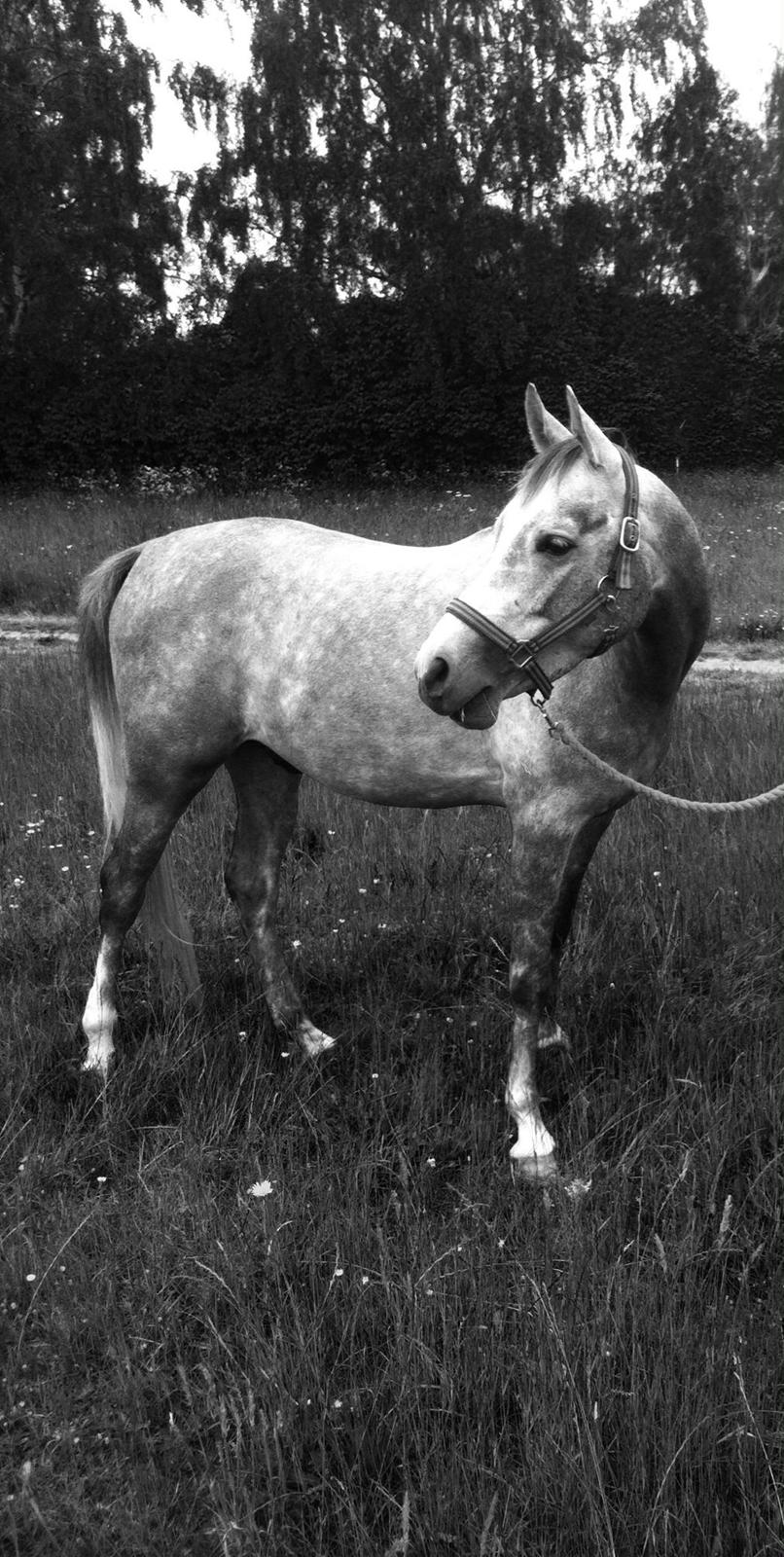 Arabisk fuldblod (OX) Badi Al Zaman - Fotomodel  billede 5