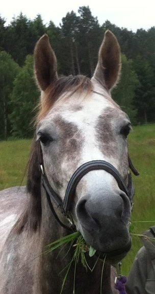 Arabisk fuldblod (OX) Badi Al Zaman - Nam nam nam nam... billede 6