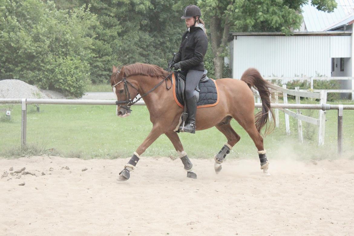 Arabisk fuldblod (OX) Stuntvil OX - Dressur træning, 21 juni 2014 billede 6