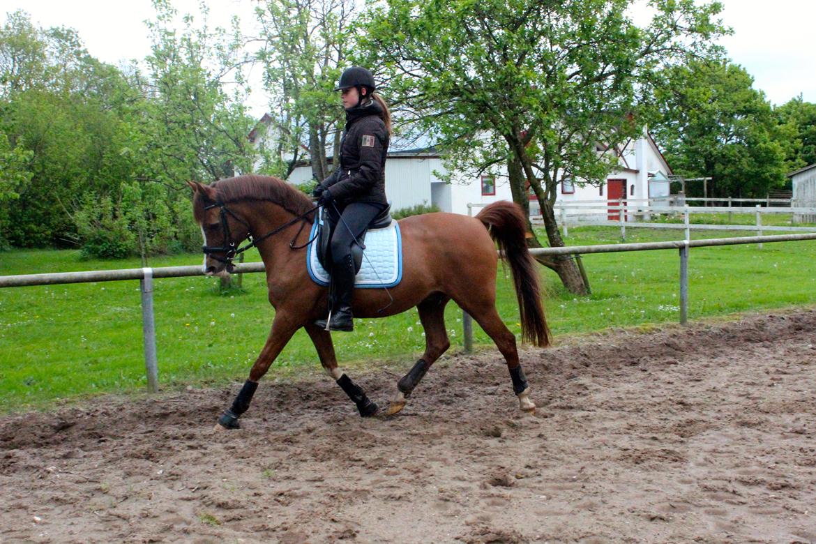 Arabisk fuldblod (OX) Stuntvil OX - 5. gang på ryggen af ham. billede 8