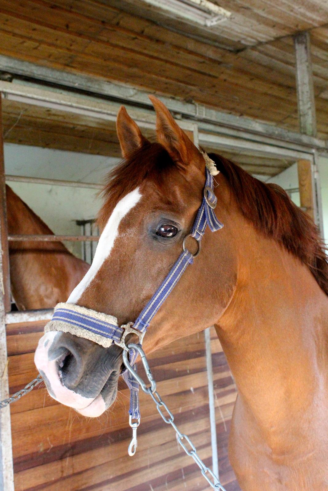 Arabisk fuldblod (OX) Stuntvil OX - Charme, selvtilid og lækkert hår! billede 9