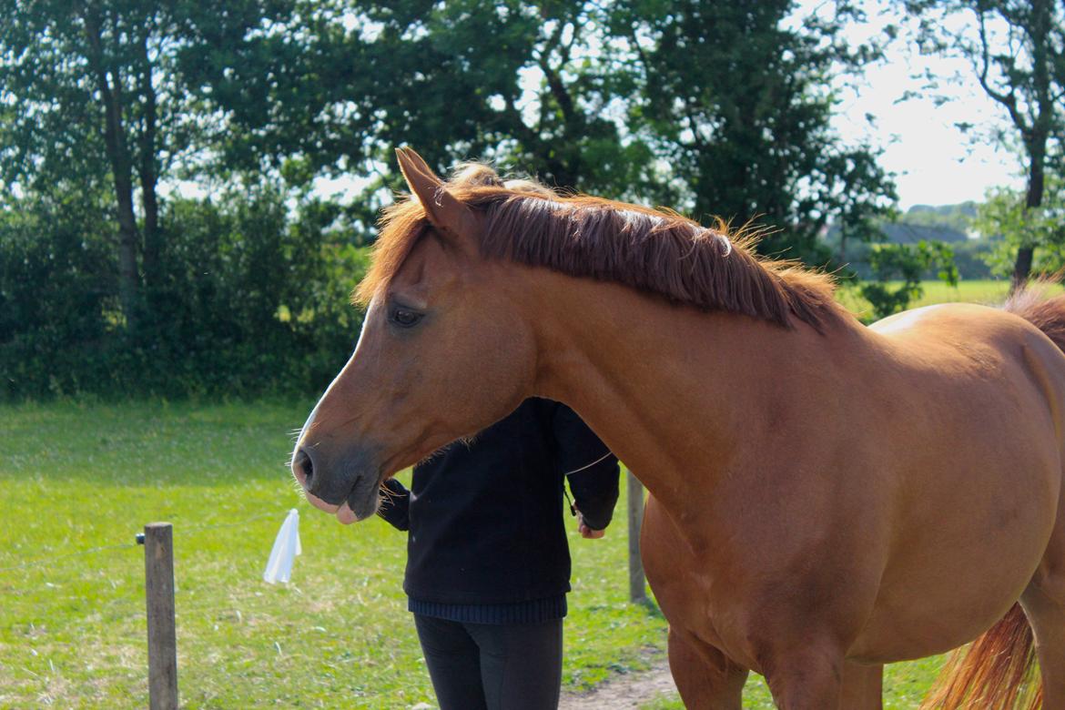 Arabisk fuldblod (OX) Stuntvil OX billede 14