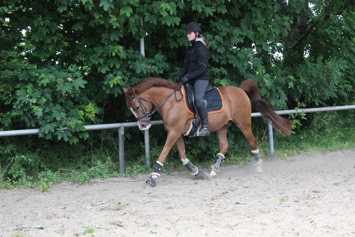 Arabisk fuldblod (OX) Stuntvil OX - Dressur træning, 21 juni 2014. Stuntvil skal rides lang og dyb da han har stået stille i langtid og er derfor lidt rusten. billede 15