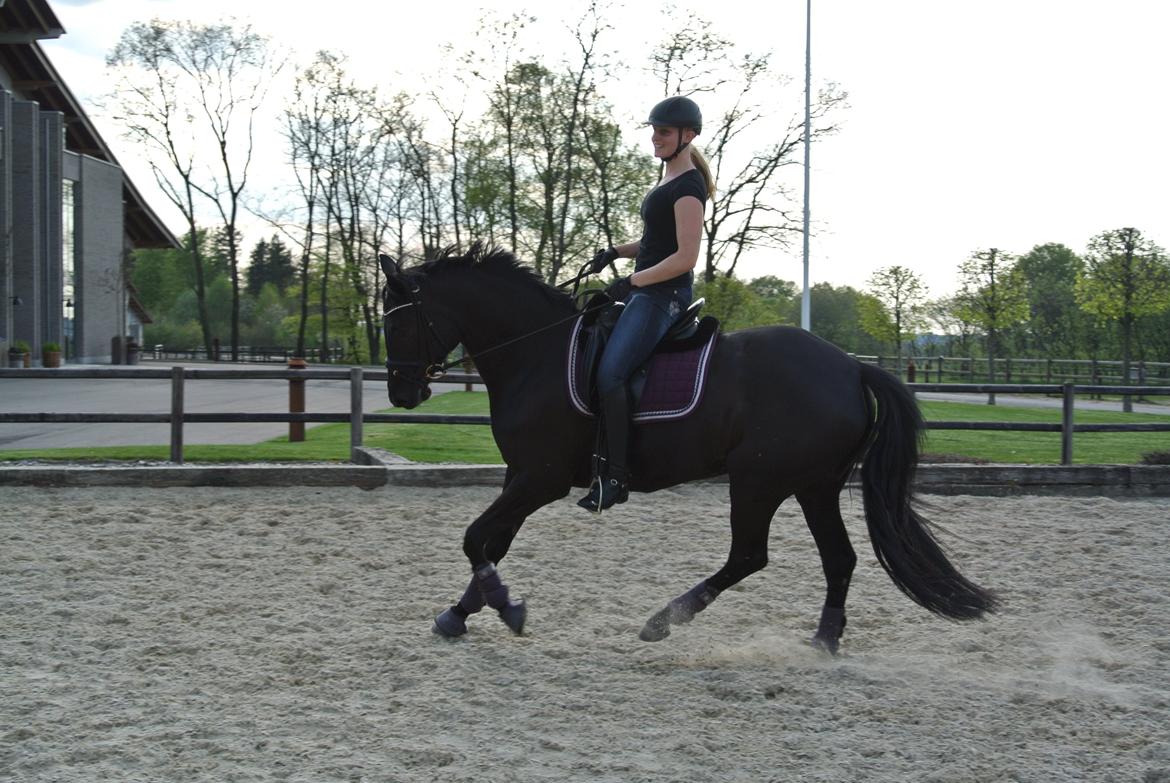Dansk Varmblod ROCKIE LANDSIG - Træning d. 29/4 - 2014 billede 3