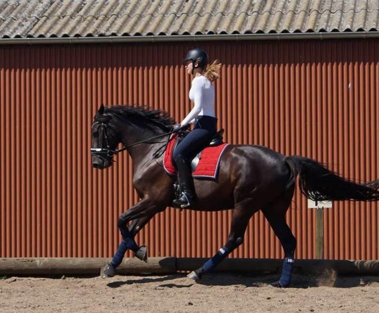 Dansk Varmblod Tekno billede 8