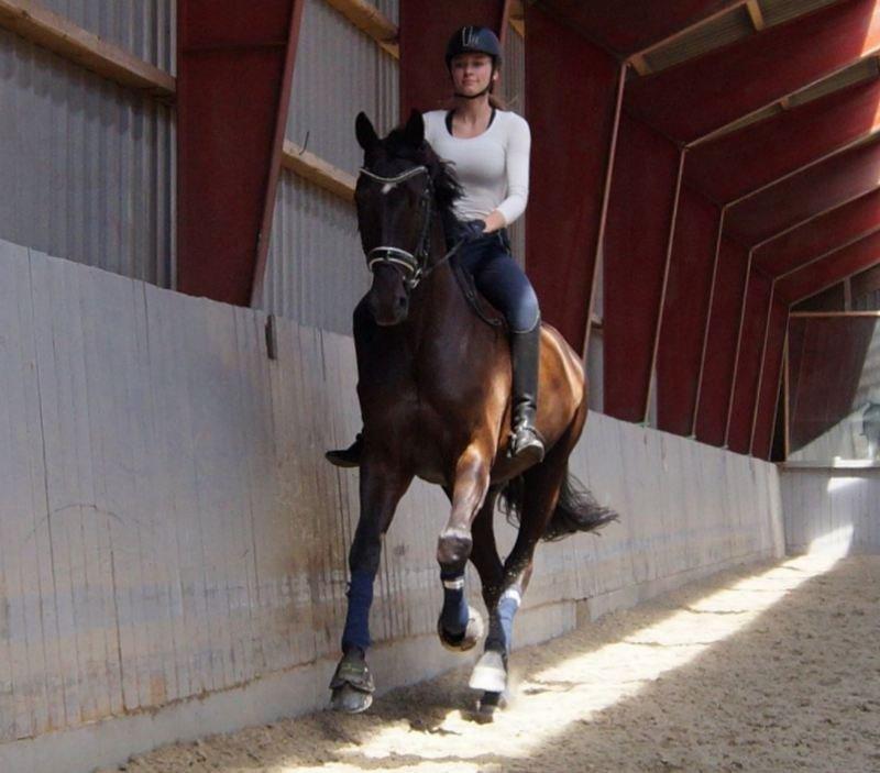 Dansk Varmblod Tekno billede 10