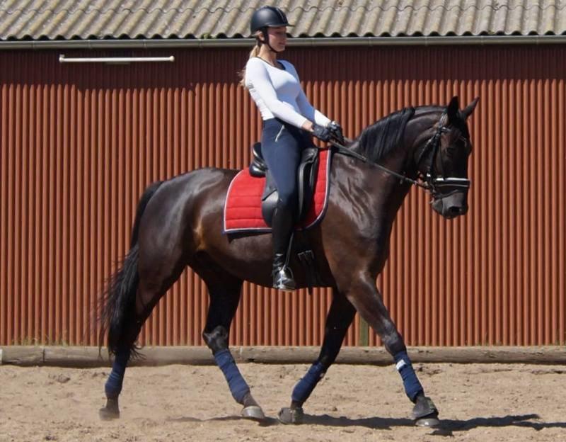 Dansk Varmblod Tekno - Min favorit hest <3 billede 2