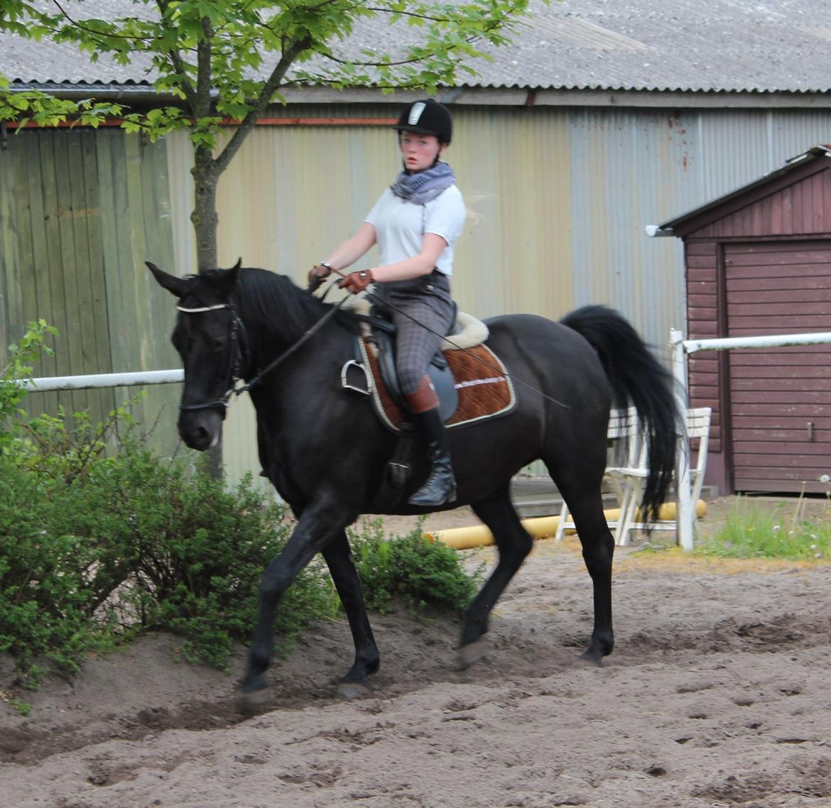 Anden særlig race Gipsy billede 14