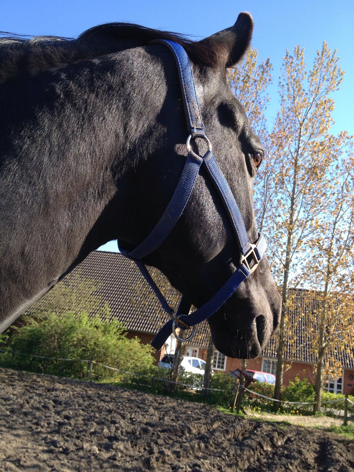 Anden særlig race Gipsy billede 15