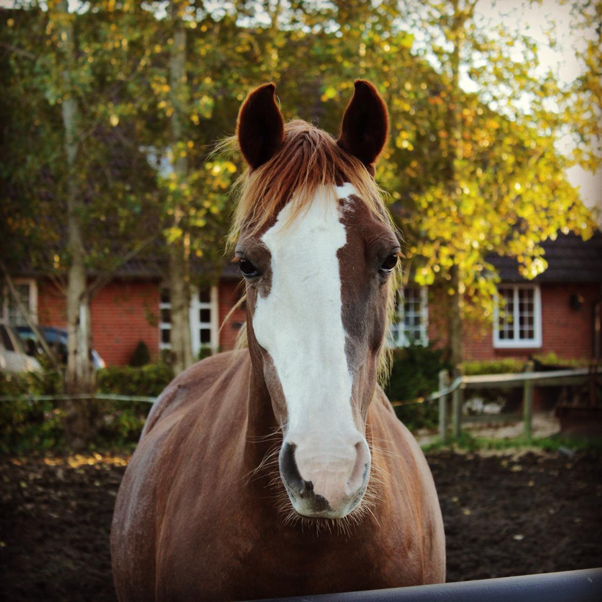 DSP Ofelia  billede 1