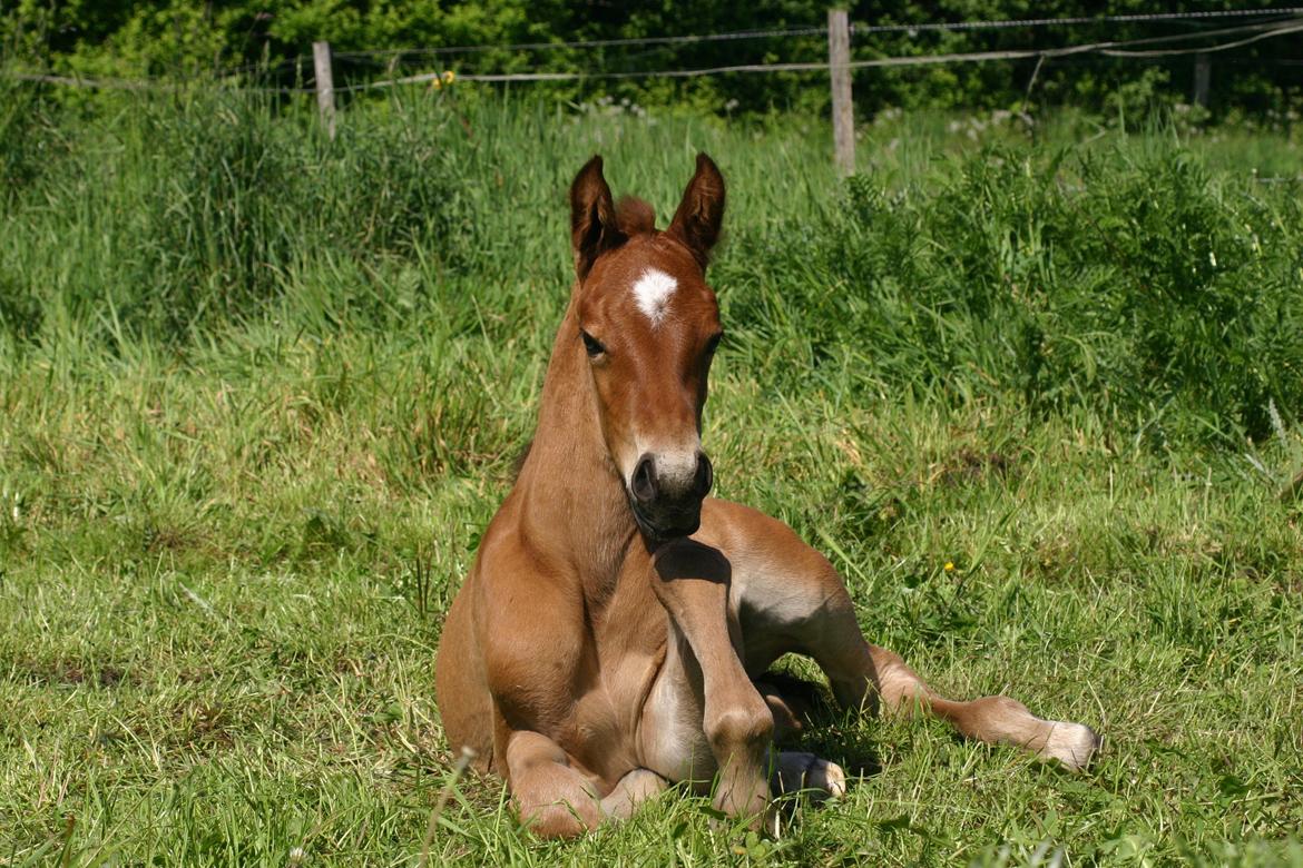 Dansk Varmblod Crazy Phantom *Elsket for evigt* - Baby :) billede 27