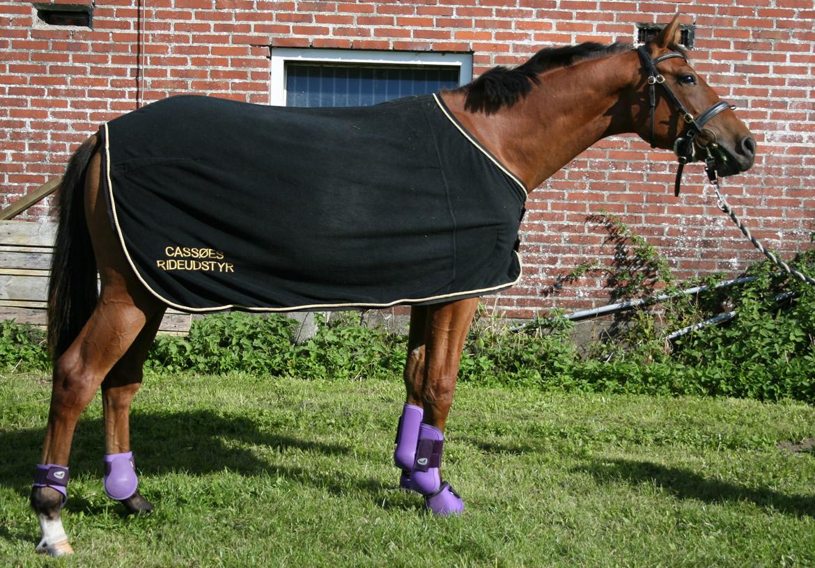 Dansk Varmblod Crazy Phantom *Elsket for evigt* - I fuld figur billede 8