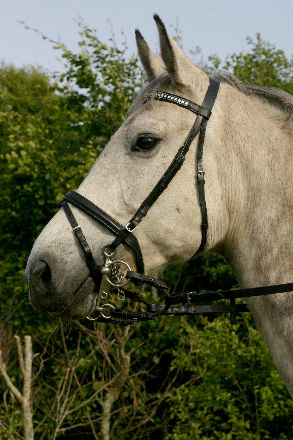 Dansk Varmblod Hoeck's Corina *For evigt elsket <3* - Smukke Corina billede 20