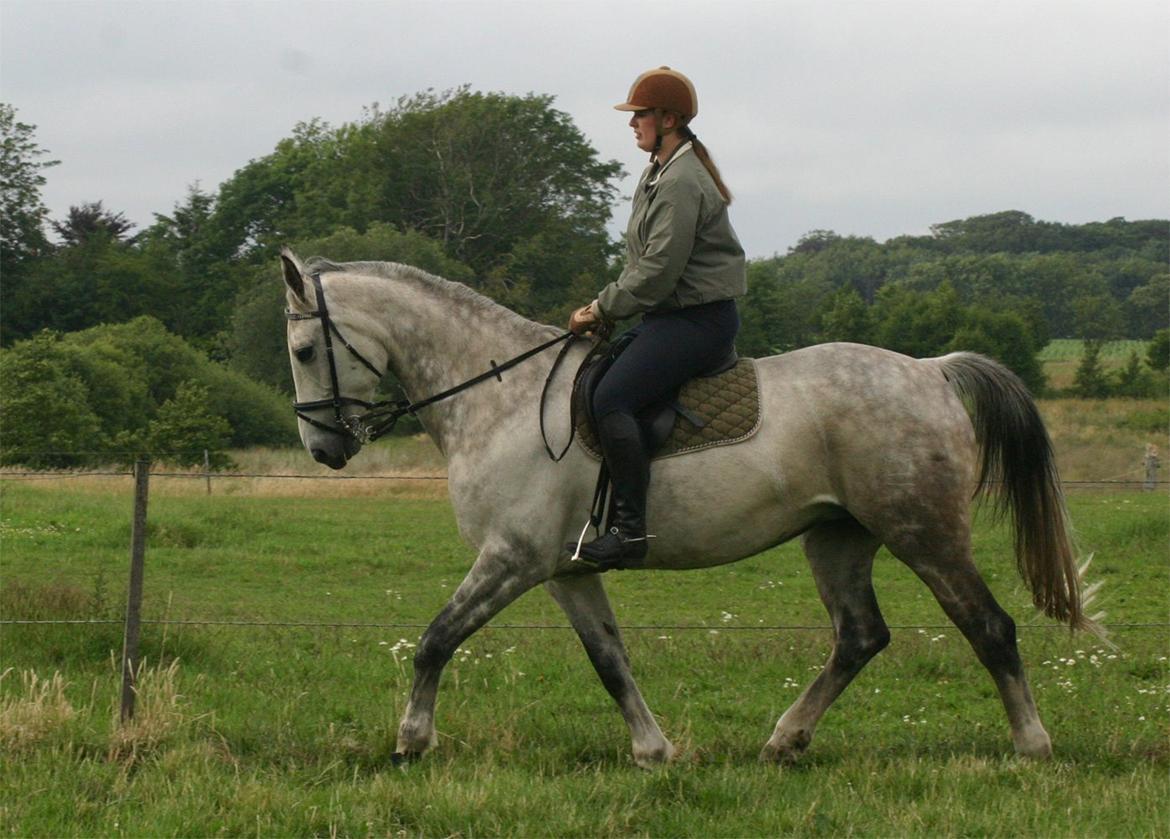 Dansk Varmblod Hoeck's Corina *For evigt elsket <3* - Dressur træning billede 25