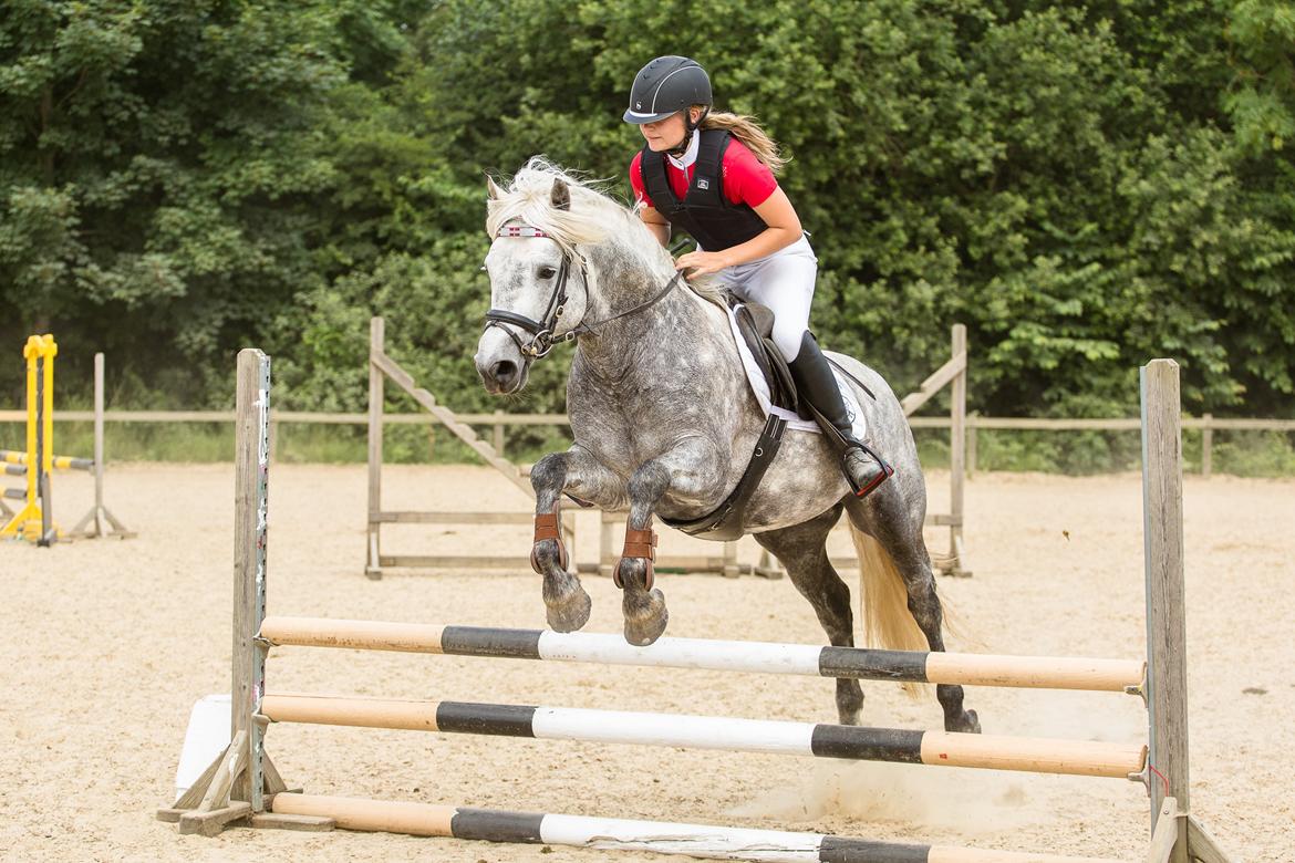 Connemara BELL PRINCE - 1. Klasse Avls Hingst ''Prins'' billede 6