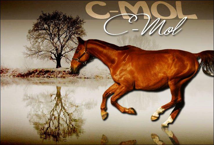 Dansk Varmblod C-Mol *For evigt elsket <3* - C-Mol billede 47