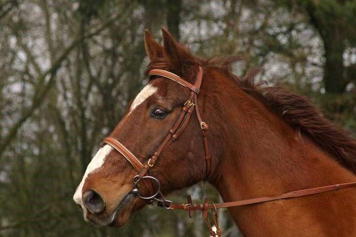 Dansk Varmblod C-Mol *For evigt elsket <3* - Min smukke dreng billede 29