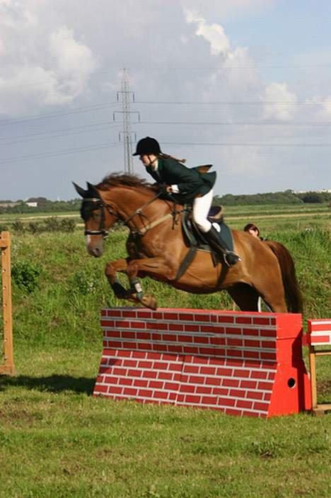 Dansk Varmblod C-Mol *For evigt elsket <3* - Stævne i Veldbæk billede 9