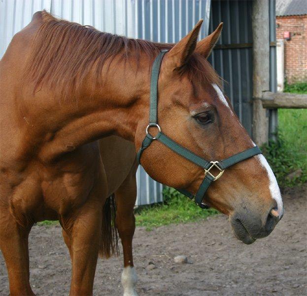 Dansk Varmblod C-Mol *For evigt elsket <3* - Molle <3 billede 21