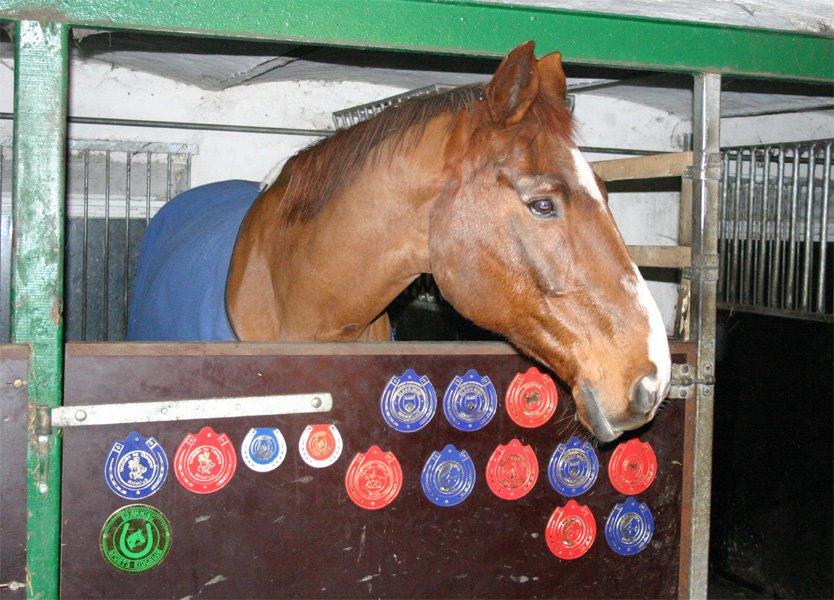 Dansk Varmblod C-Mol *For evigt elsket <3* - Molle i boksen med mange af hans placeringer billede 37