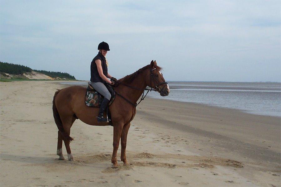 Dansk Varmblod C-Mol *For evigt elsket <3* - På stranden :) billede 15