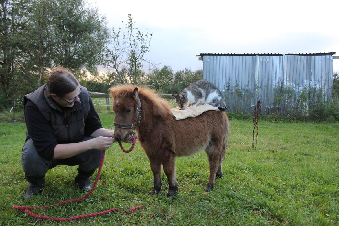Anden særlig race Cera *Dele-Pony* (SOLGT) - Ha ha, Cera med Stine mis på ryggen :D billede 21