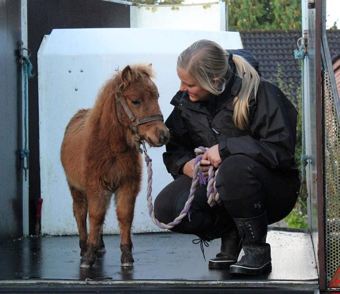 Anden særlig race Cera *Dele-Pony* (SOLGT) - Cera i trailer første gang billede 22