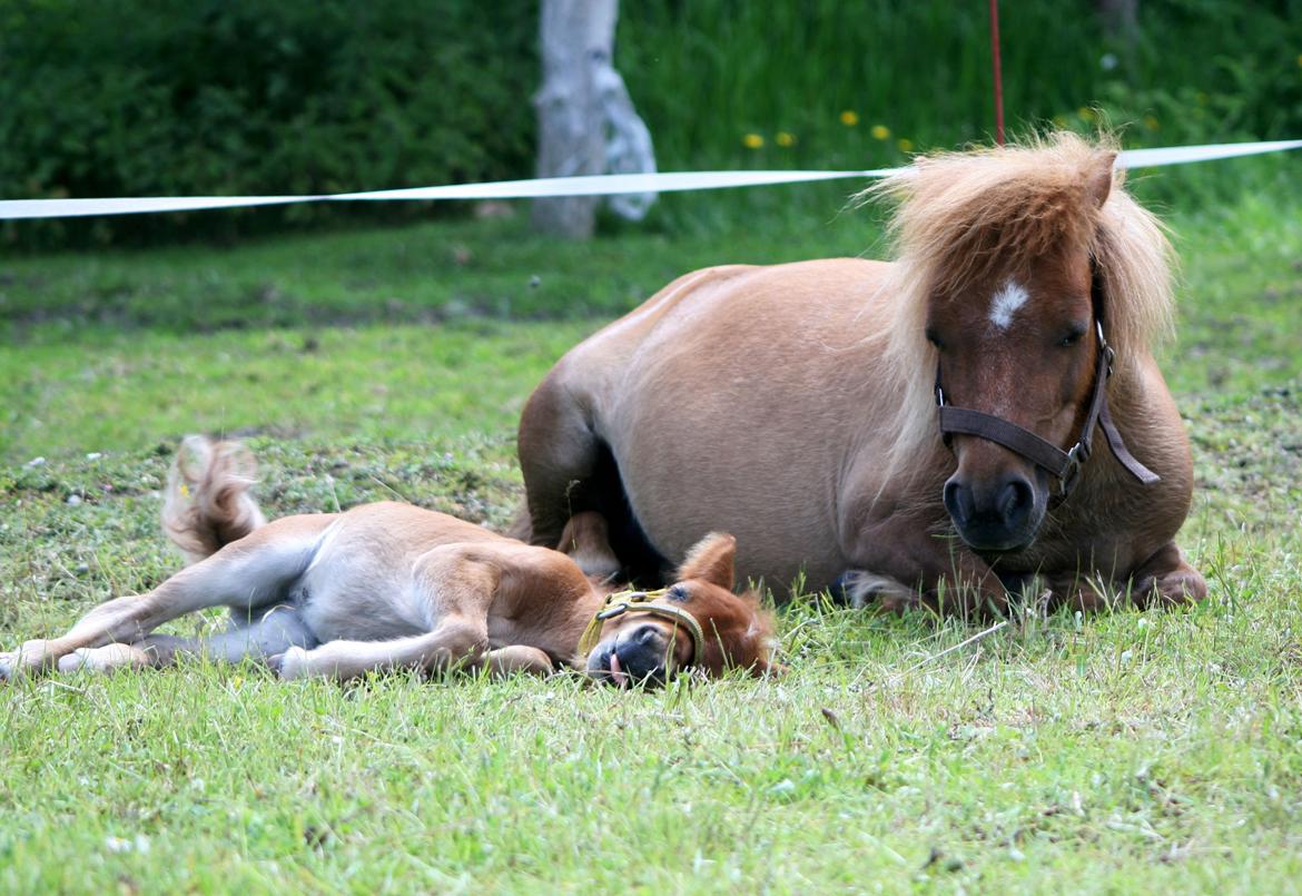 Anden særlig race Cera *Dele-Pony* (SOLGT) - Putte og Cera tager en middagslur :) billede 25