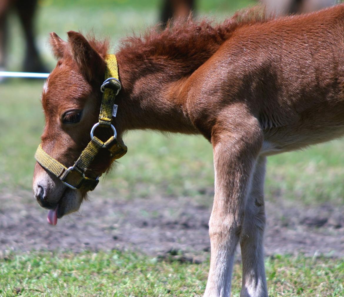 Anden særlig race Cera *Dele-Pony* (SOLGT) - Tungerækker :P billede 27
