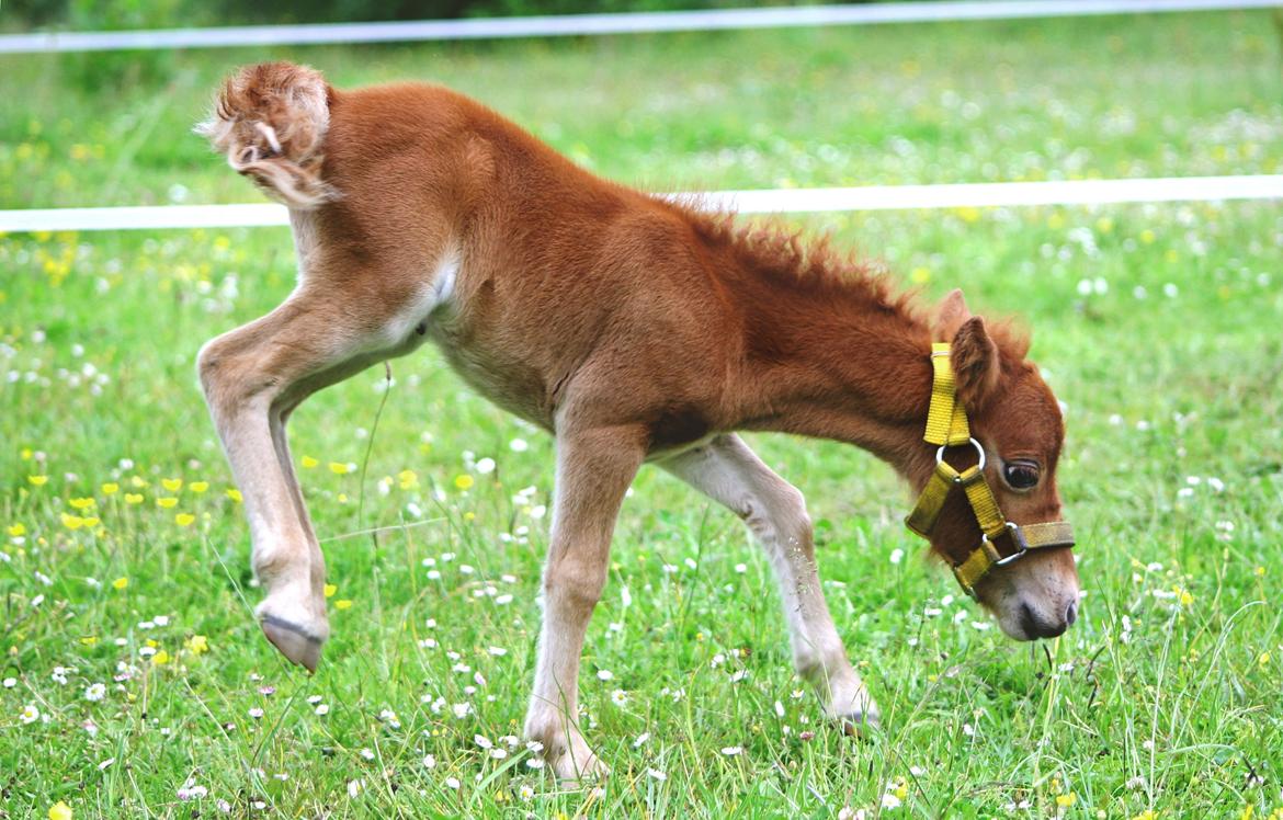 Anden særlig race Cera *Dele-Pony* (SOLGT) - Bukkedyr billede 29