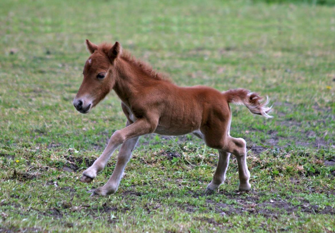 Anden særlig race Cera *Dele-Pony* (SOLGT) - Fart over feltet :D billede 30