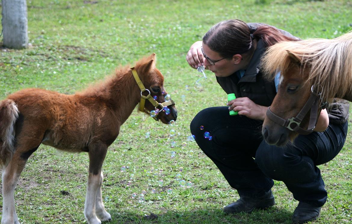 Anden særlig race Cera *Dele-Pony* (SOLGT) - Cera elsker sæbebobler billede 31