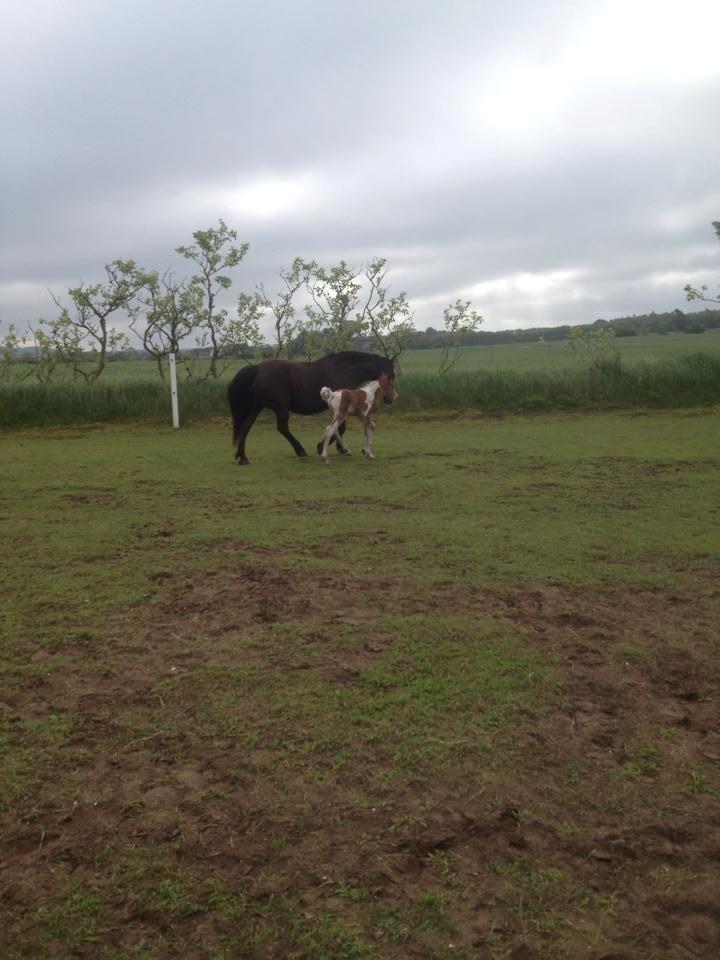 Anden særlig race Little Joe billede 5