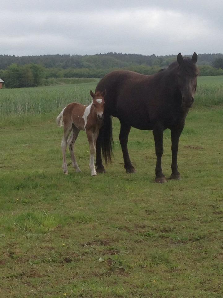Anden særlig race Little Joe billede 1