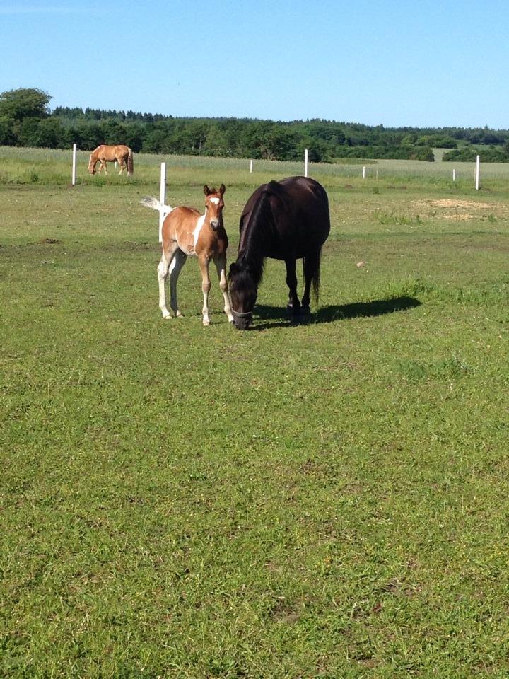 Anden særlig race Little Joe billede 14