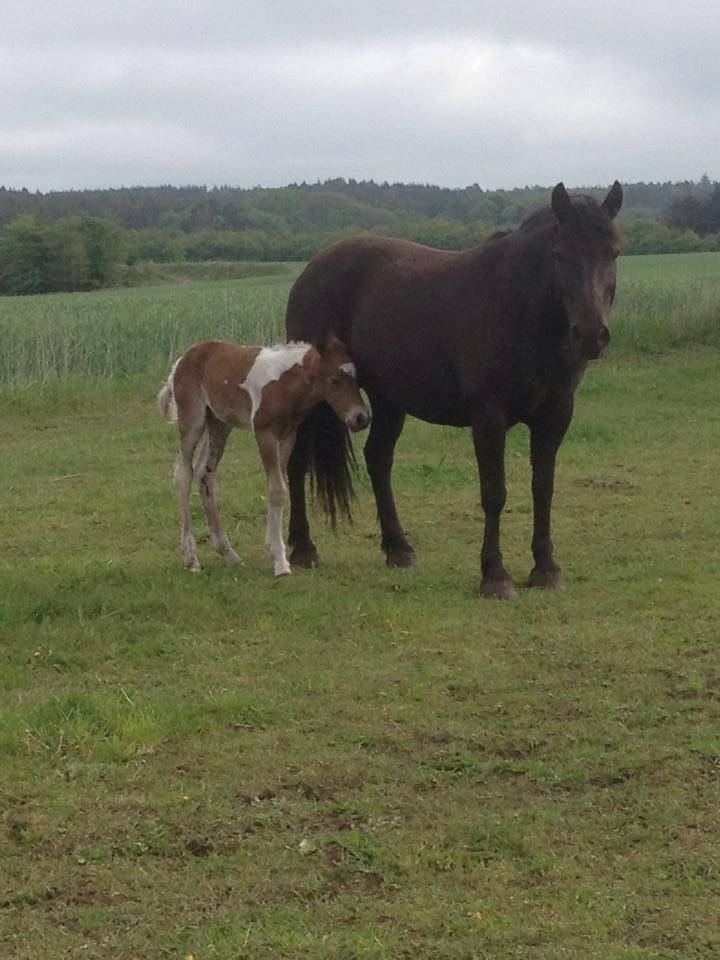 Anden særlig race Little Joe billede 6
