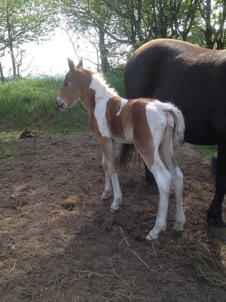 Anden særlig race Little Joe billede 9
