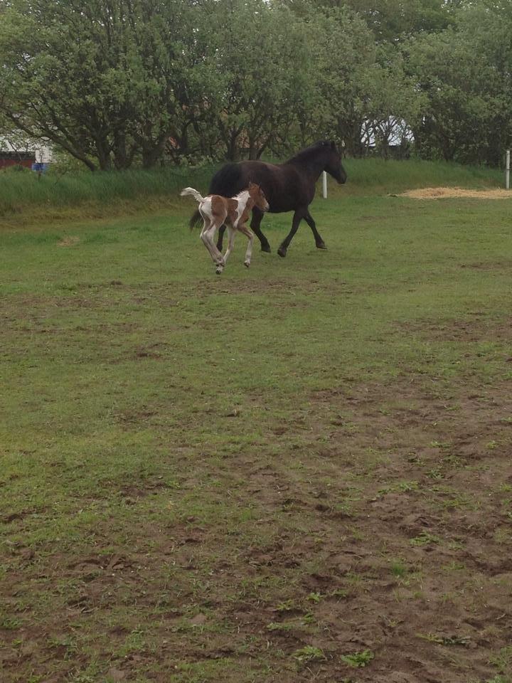 Anden særlig race Little Joe billede 3