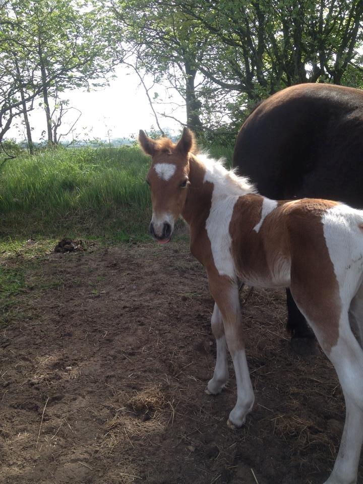 Anden særlig race Little Joe billede 11
