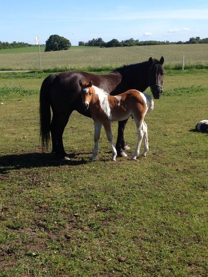Anden særlig race Little Joe billede 16