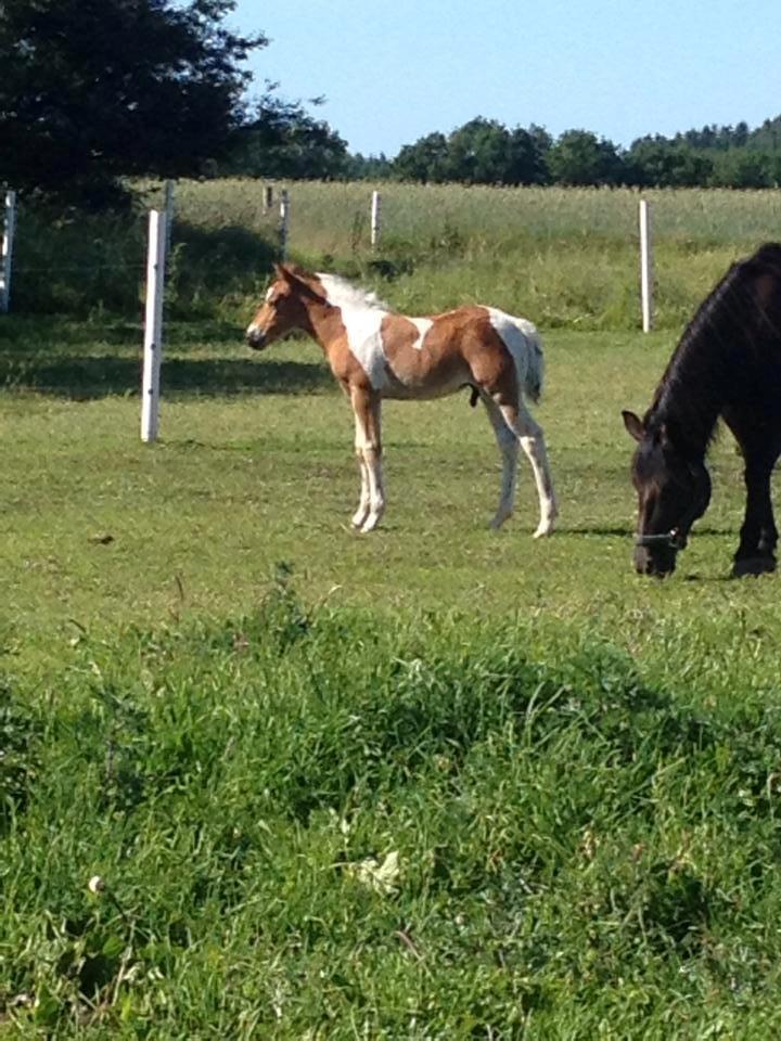 Anden særlig race Little Joe billede 17
