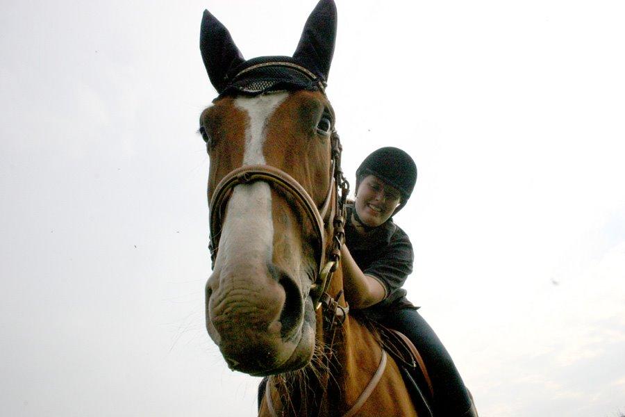 Dansk Varmblod Chievo - He he, store næse :D billede 22