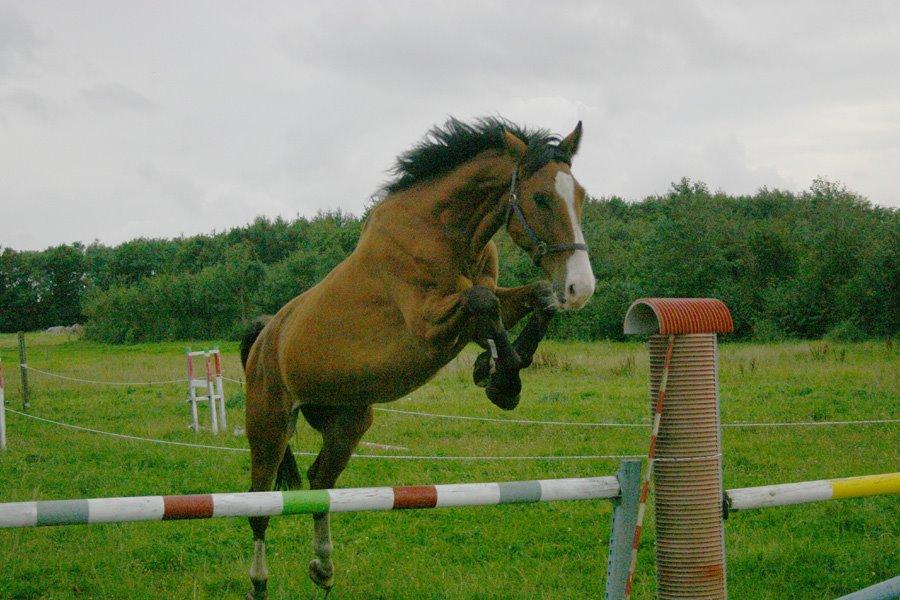 Dansk Varmblod Chievo - Løsspringning billede 24