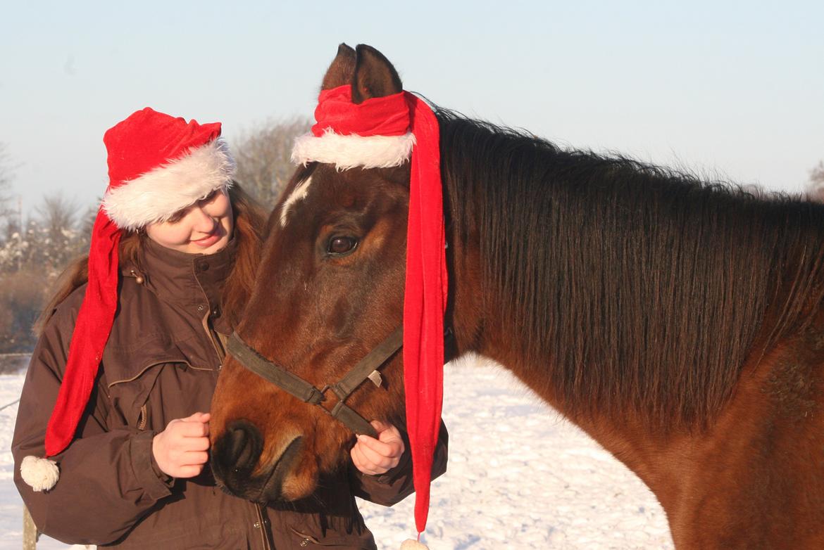 Dansk Varmblod Fiona - Jule Fiona :) billede 21