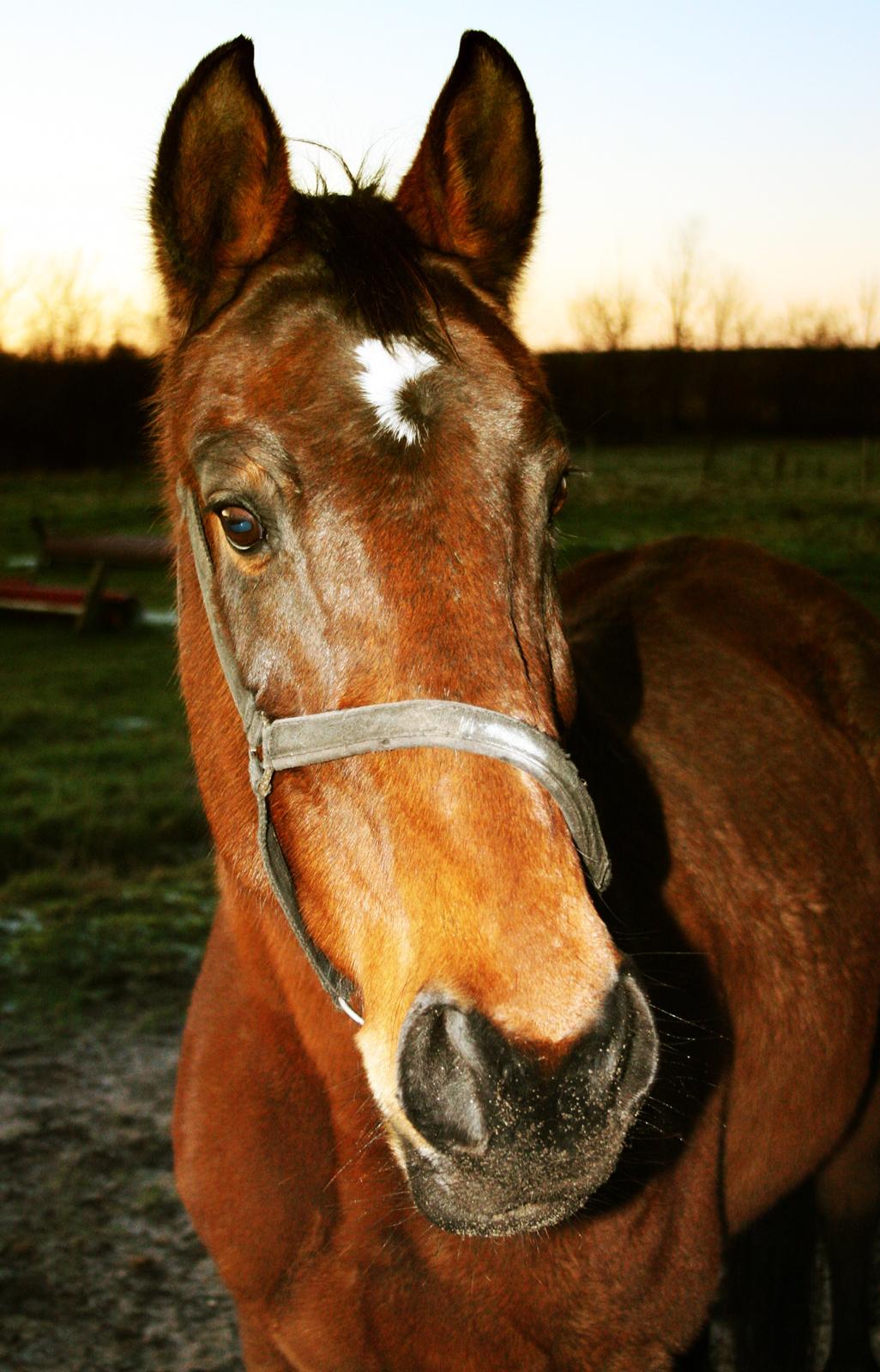 Dansk Varmblod Fiona - Efteråret 2009 billede 22